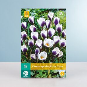 Botanischer Krokus 'Prins Claus' - 15 Knollen