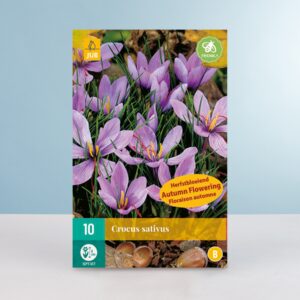 Echter Safran-Krokus - 10 Knollen