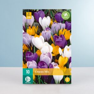 Großblumiger Krokus Mix - 10 Knollen