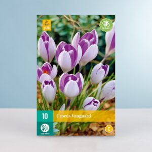 Großblumiger Krokus 'Vanguard' - 10 Knollen