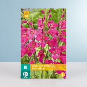 Winterharte Wildgladiole - 10 Knollen