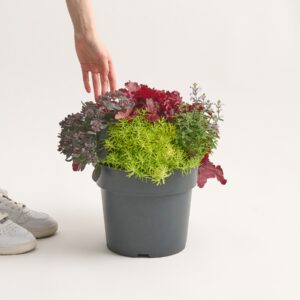 Herbstzauber® - Mix 4