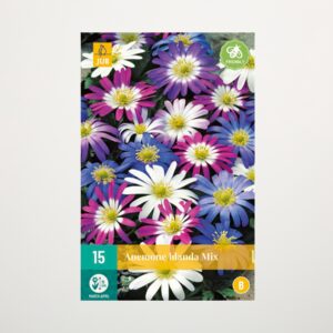 Balkan-Windröschen Mix - 15 Knollen