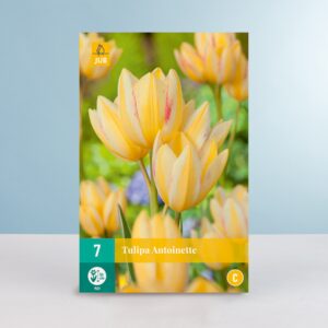 Mehrblütige Tulpe 'Antoinette' - 7 Zwiebeln