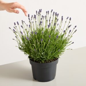 Winterharter Lavendel