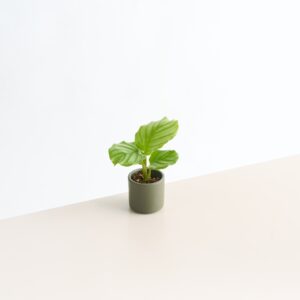 Keramik Übertopf Grün Mini - 7 cm
