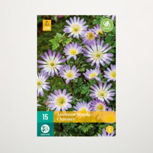 Anemone 'Charmer' - 15 Knollen