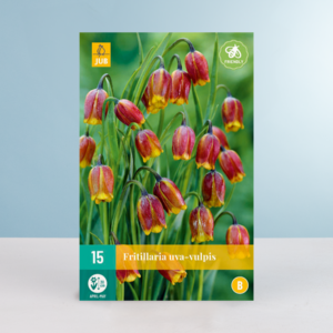 Fuchstrauben-Schachblume - 15 Zwiebeln