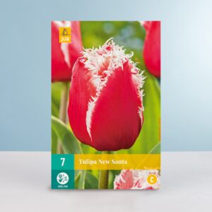 Gefranste-Tulpe 'New Santa' - 7 Zwiebeln