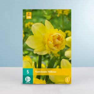Gefüllte Narzisse 'Milena' - 5 Zwiebeln