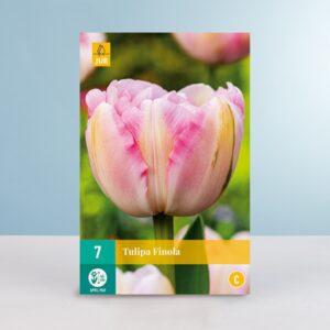 Gefüllte späte Tulpe 'Finola' - 7 Zwiebeln
