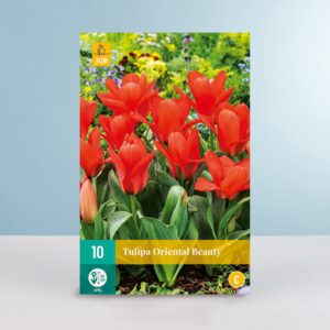 Greigii-Tulpe 'Oriental Beauty' - 10 Zwiebeln