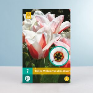 Greigii-Tulpe 'Willem van den Akker' - 7 Zwiebeln