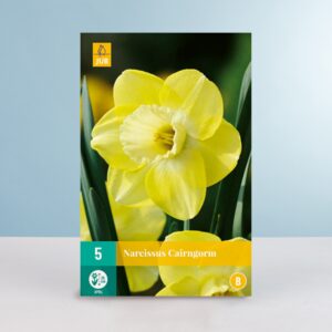 Großblumige Narzisse 'Cairngorm' - 5 Zwiebeln