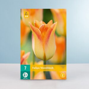 Lilienblütige Tulpe 'Moonblush' - 7 Zwiebeln