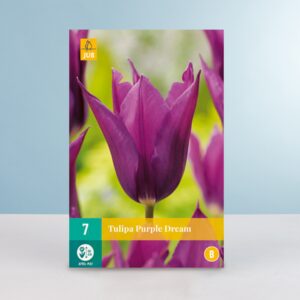 Lilienblütige Tulpe 'Purple Dream' - 7 Zwiebeln