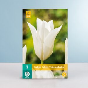 Lilienblütige Tulpe 'White Triumphator' - 7 Zwiebeln