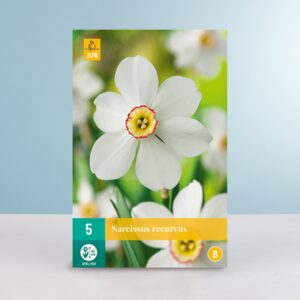Dichternarzisse 'Recurvus' - 5 Zwiebeln