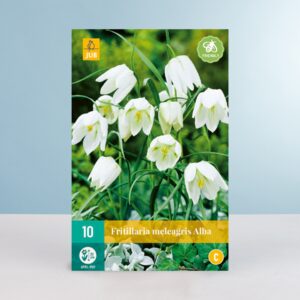 Schachbrettblume 'Alba' - 10 Zwiebeln