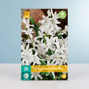 Schneeglanz 'Alba' - 20 Zwiebeln