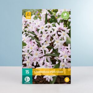Schneeglanz 'Pink Giant' - 15 Zwiebeln