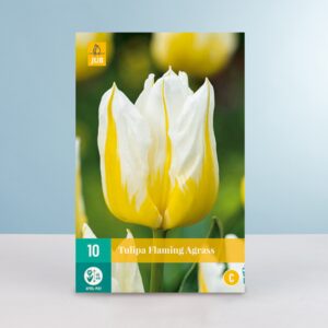 Triumph Tulpe 'Flaming Agrass' - 10 Zwiebeln