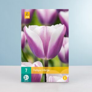 Triumph Tulpe 'Librije' - 7 Zwiebeln
