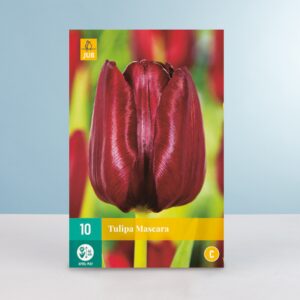 Triumph Tulpe 'Mascara' - 10 Zwiebeln