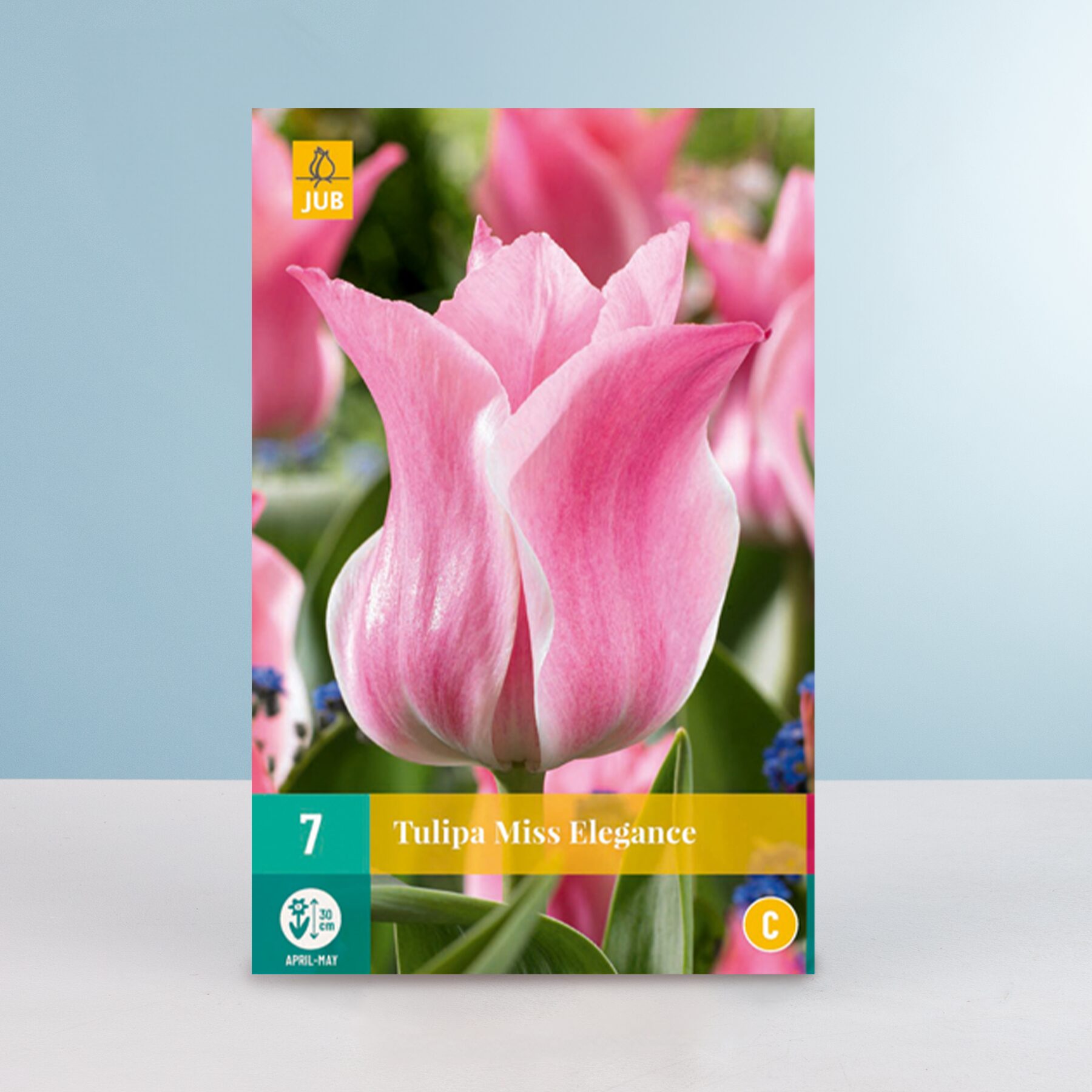 Triumph Tulpe 'Miss Elegance' - 7 Zwiebeln – Bild 2