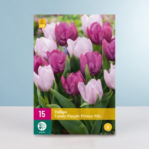 Tulpen 'Candy Purple Prince' Mix - 15 Zwiebeln