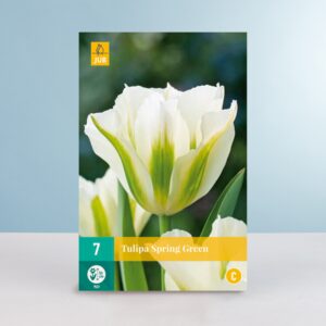 Viridiflora-Tulpe 'Spring Green' - 7 Zwiebeln