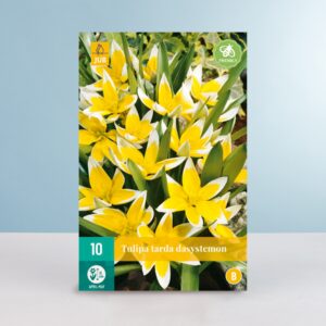 Wildtulpe 'Dasystemon' - 10 Zwiebeln