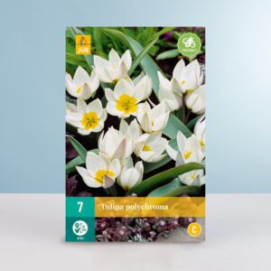 Wildtulpe 'Polychroma' - 7 Zwiebeln