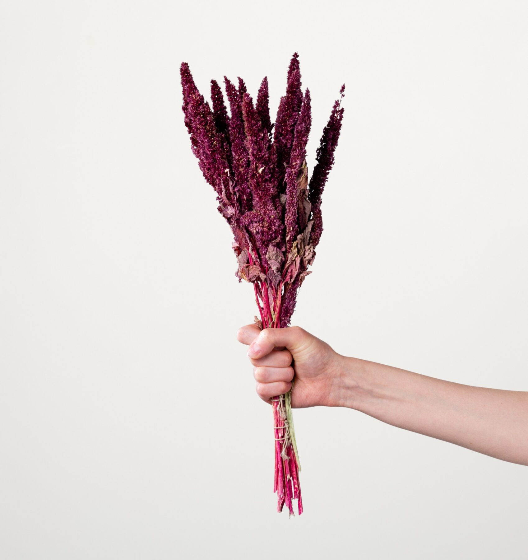 Trockenblumenbund Amaranth Magenta