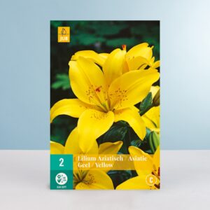 Asiatische Lilie - gelb - 2 Knollen