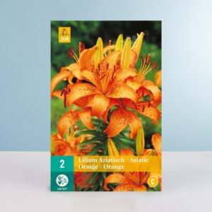 Asiatische Lilie - orange - 2 Knollen