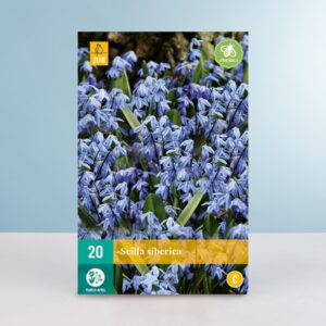 Sibirischer Blaustern - 20 Zwiebeln