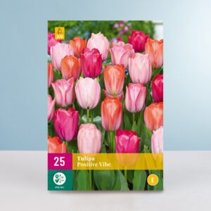Tulpen 'Positive Vibe' Mix - 25 Zwiebeln