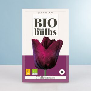 BIO Tulpe 'Ronaldo' - 7 Zwiebeln