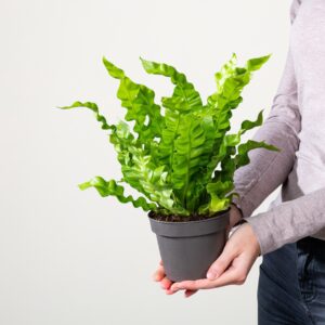 Asplenium 'Crispy Wave'