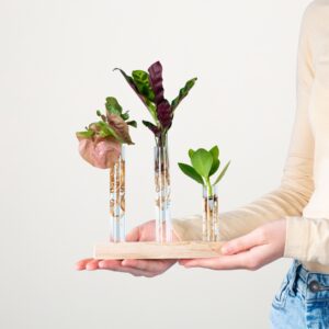 Waterplant Mix in Reagenzgläsern auf Holz