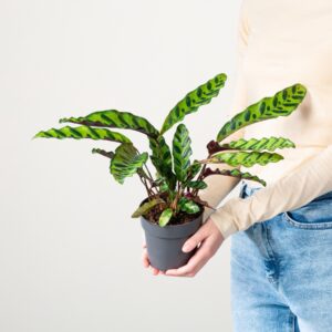 Calathea 'Insigne' M