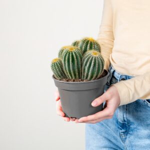 Kugelkaktus 'Magnificus'