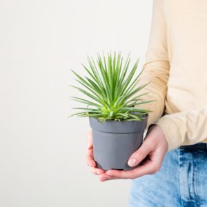 Agave 'Nana'
