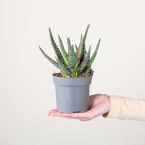 Aloe 'Dannyz'