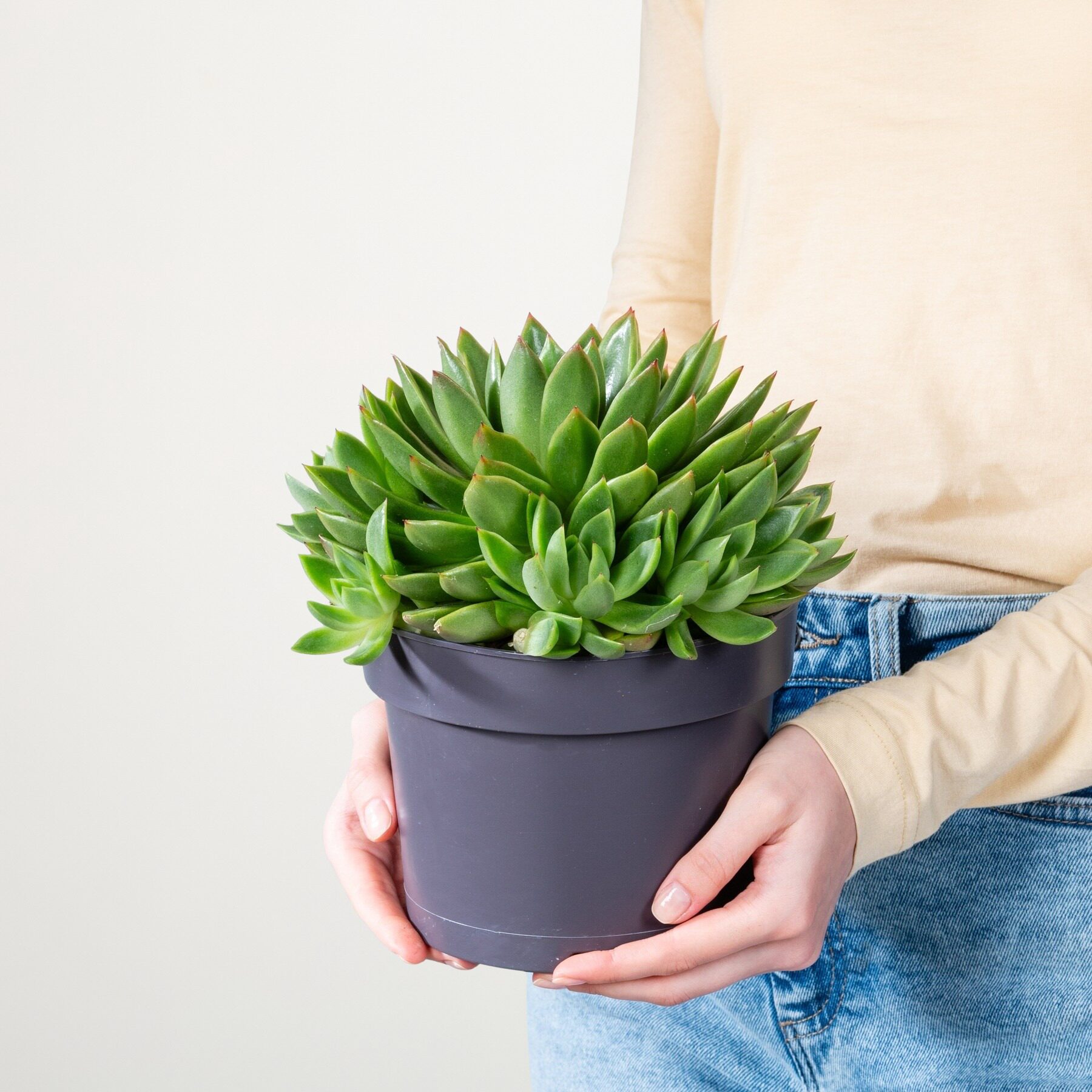 Echeveria 'Agavoides' M