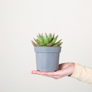 Echeveria 'Agavoides' S