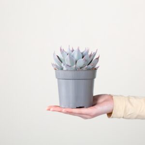 Echeveria 'Aquila'
