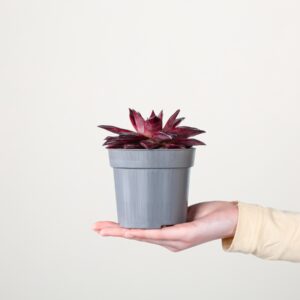 Echeveria 'Atlas'
