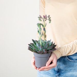 Echeveria 'Blue Prince' S